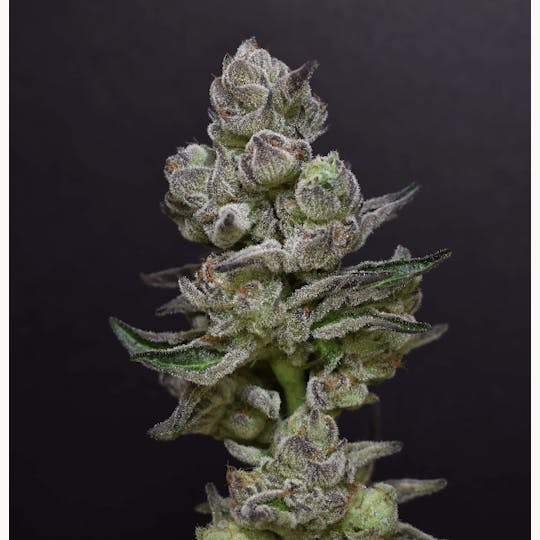 Desert Peaks Farms - DPF | Rainbow Belts | Flower | 14G - 1