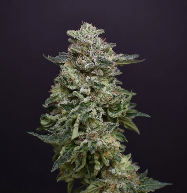 Desert Peaks Farms - DPF | Machalato | Flower | 7G - 1