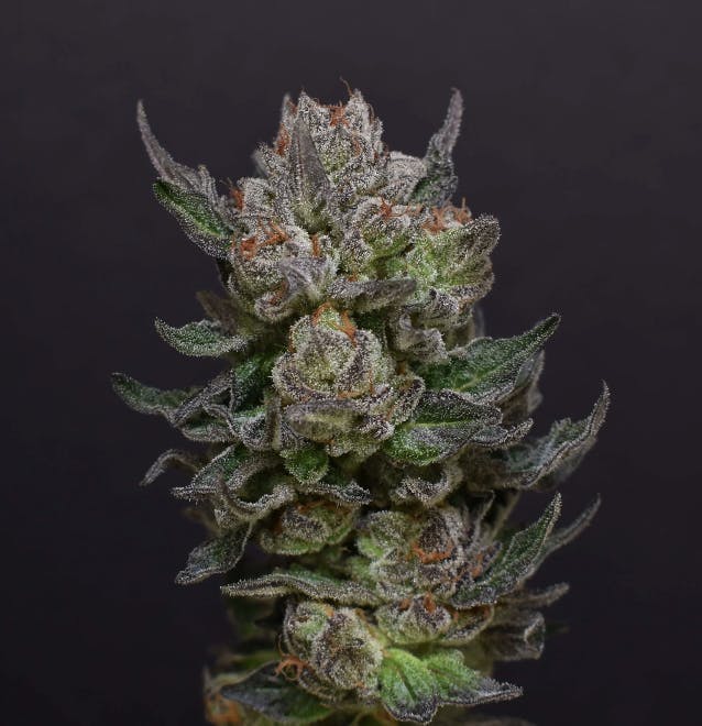 Desert Peaks Farms - DPF | Nutta | Flower | 1G - 1