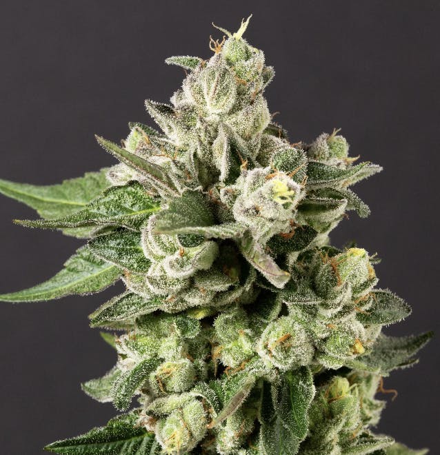 Desert Peaks Farms - DPF | Gushers Maitai | Flower | 1G - 1