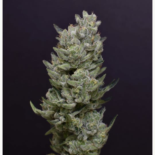 Desert Peaks Farms - DPF | Cheetah Piss | Flower | 28G - 1