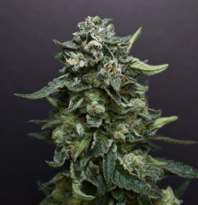 Desert Peaks Farms - DPF | Banana Jealousy | Pre Rolls | 5pk - 1