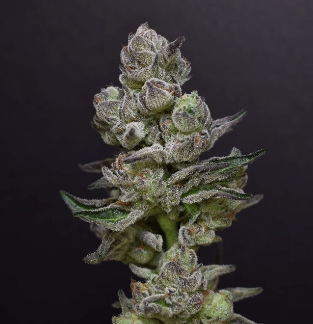 Desert Peaks Farms - DPF | Rainbow Belts | Flower | 1G - 1