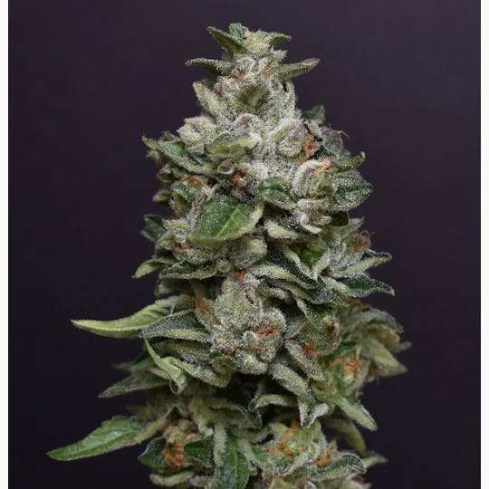 Desert Peaks Farms - DPF | Bacio Gelato | Pre Roll | 1G - 1