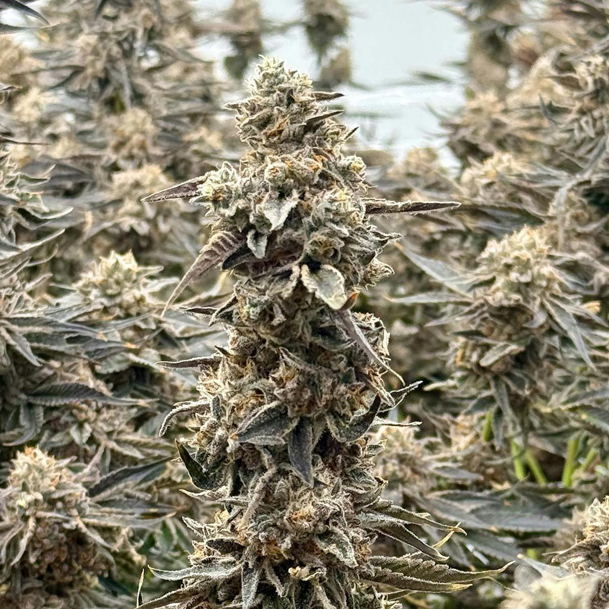 Freedom Road - Demon Hunter - 1