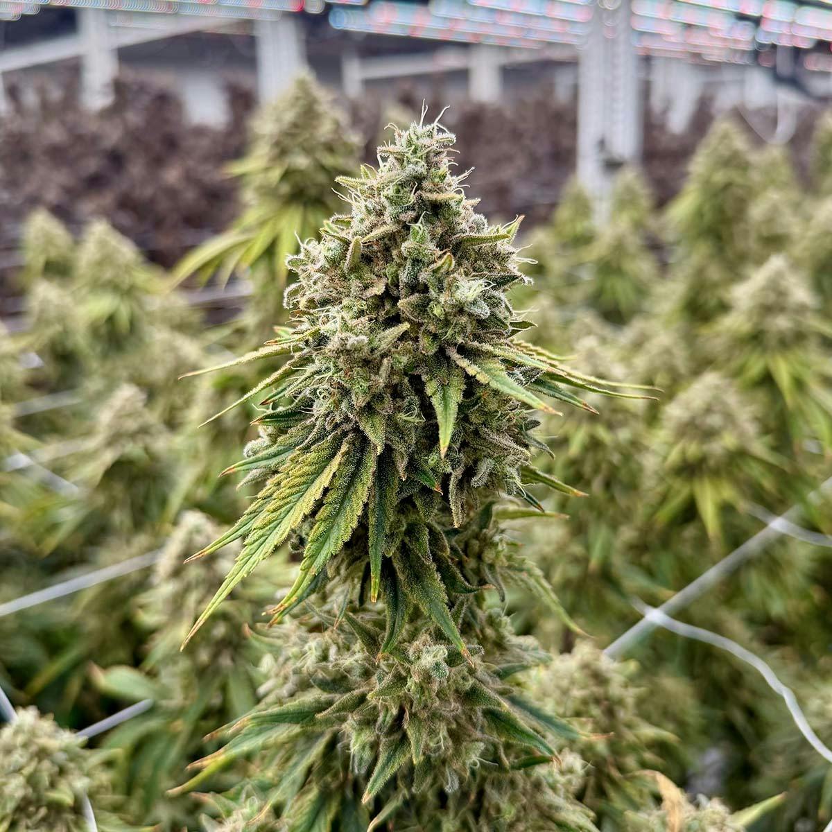 Freedom Road - Hint of Mint - 1