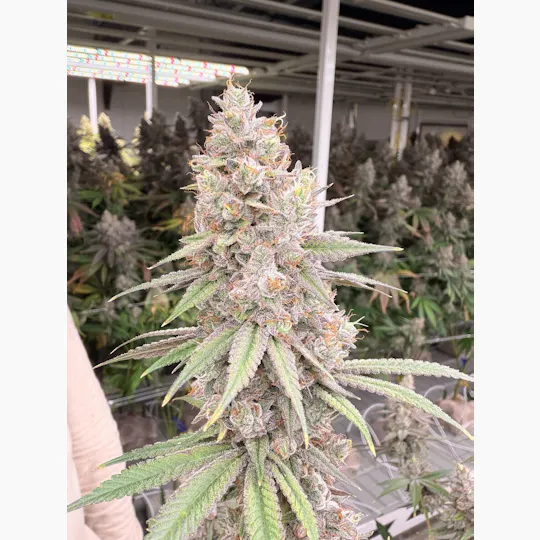 Delta Bud Company - Blue Dew | Flower | 3.5g - 1