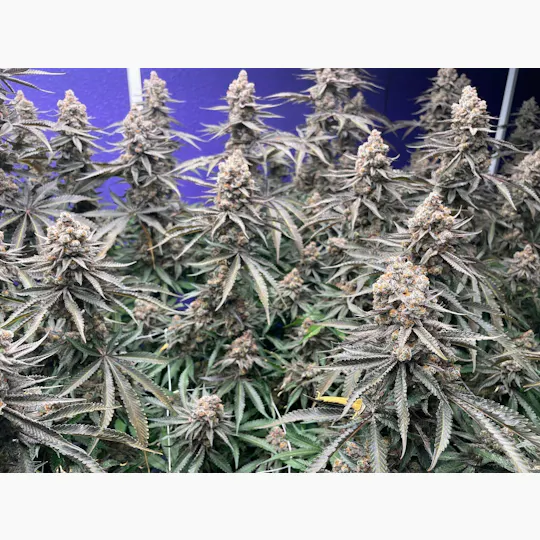 Delta Bud Company - Nana Sandwich | Flower | 3.5g - 1