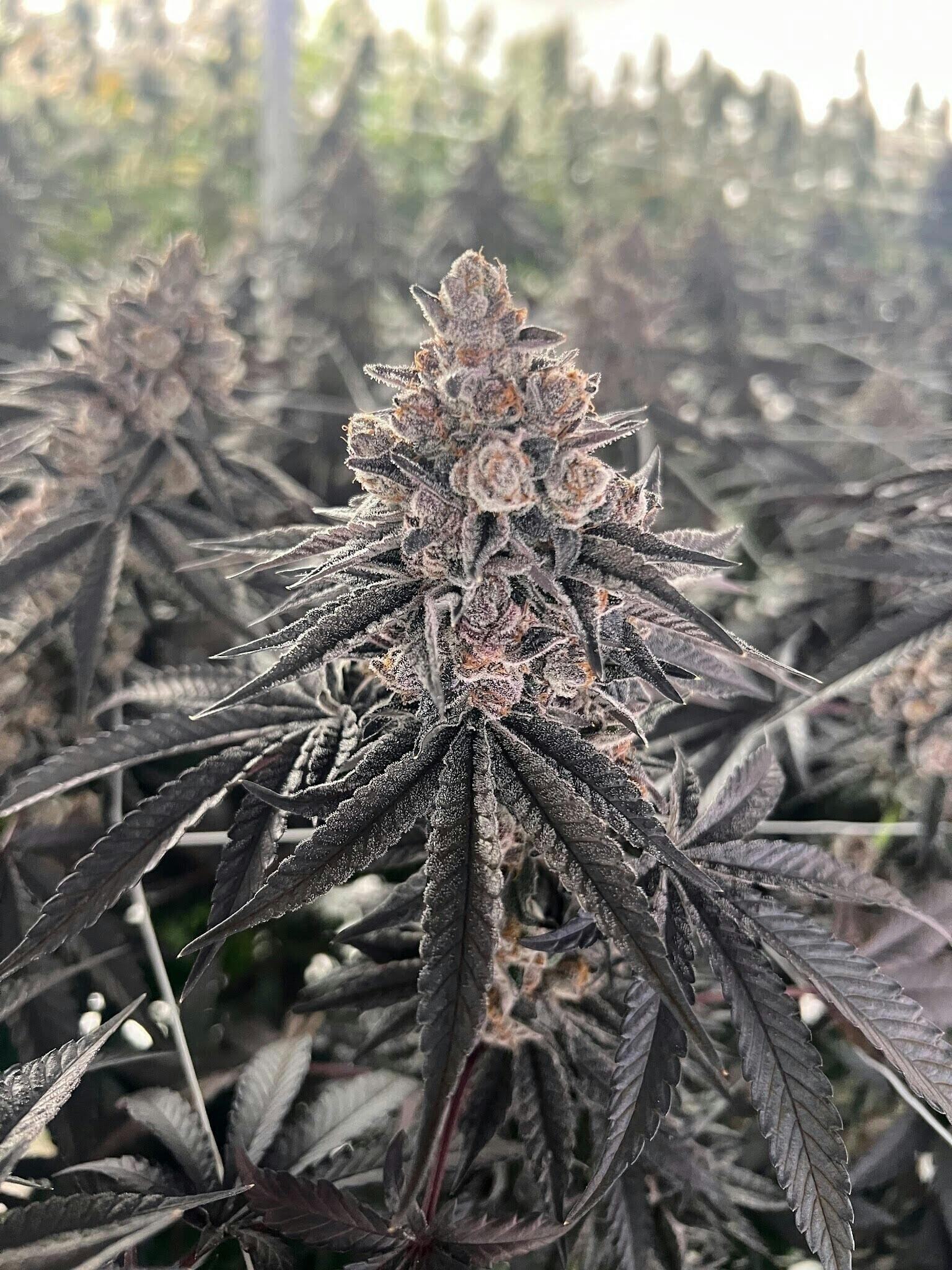 Delta Bud Company - Drippn' Aint Easy | Flower | 3.5g - 1