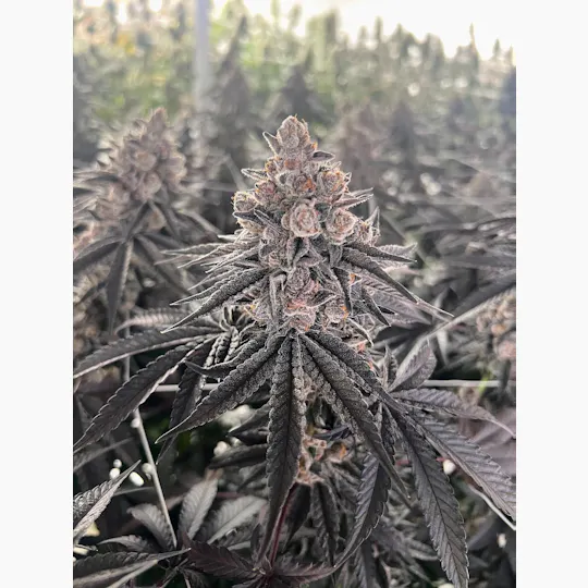 Delta Bud Company - Drippn' Aint Easy | Flower | 3.5g - 1