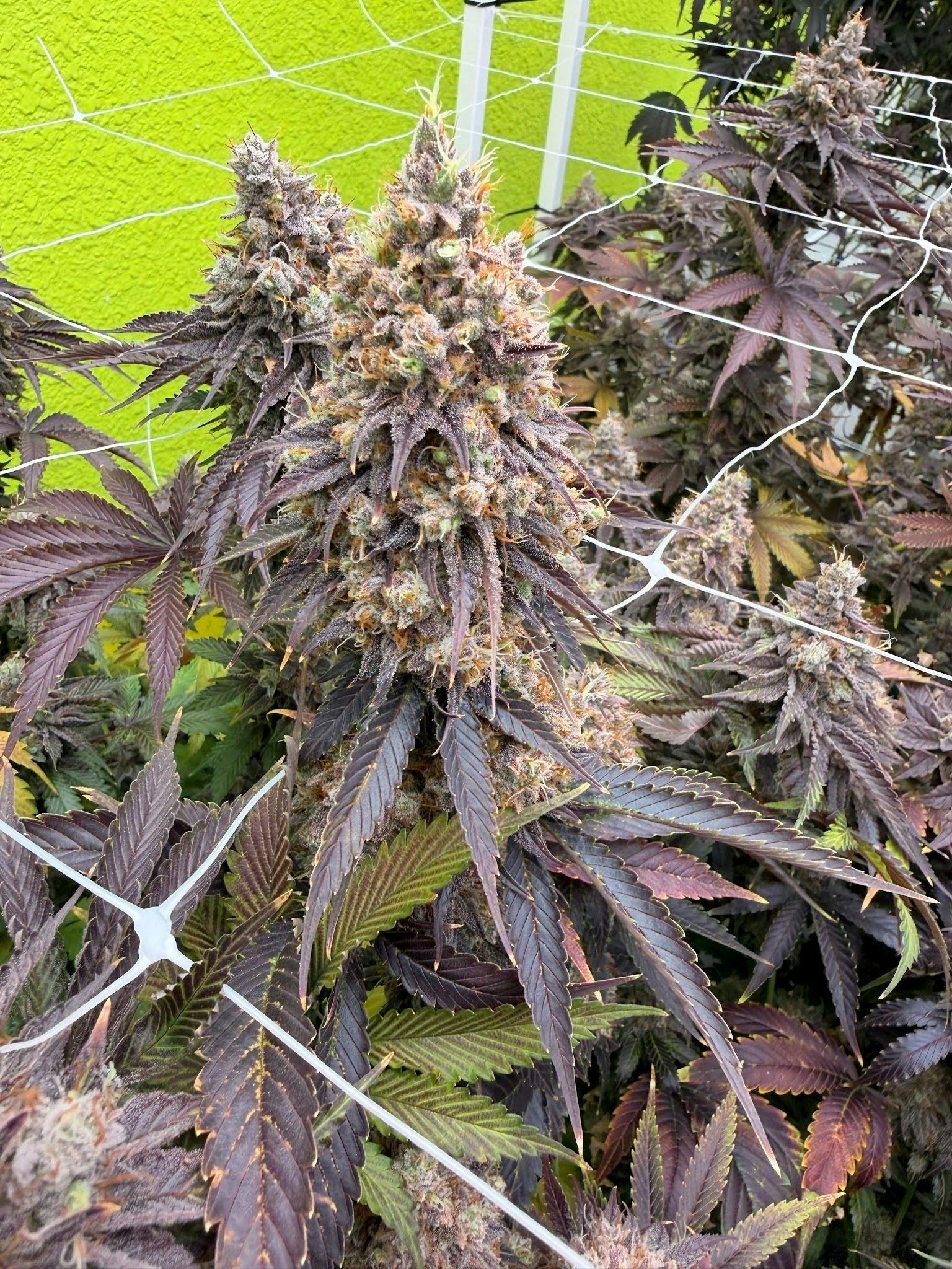 Delta Bud Company - Jelly Donutz | Flower | 7g - 1