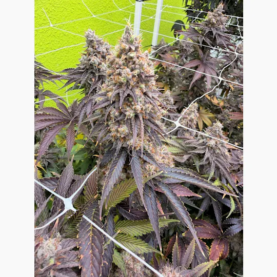Delta Bud Company - Jelly Donutz | Flower | 7g - 1