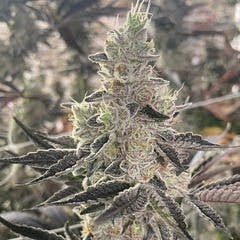 Delta Bud Company - Loud Candy Cream | Flower | 3.5g - 1
