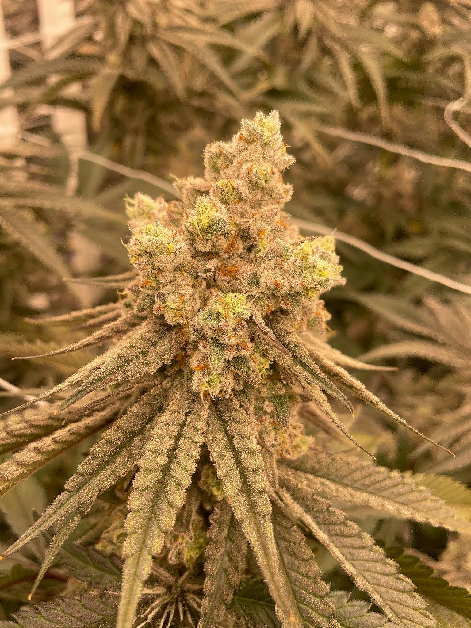 Delta Bud Company - Falcon Deluxe | Flower | 3.5g - 1