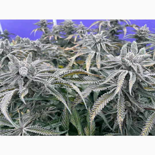 Delta Bud Company - Modified Bananas | Flower | 7G - 1