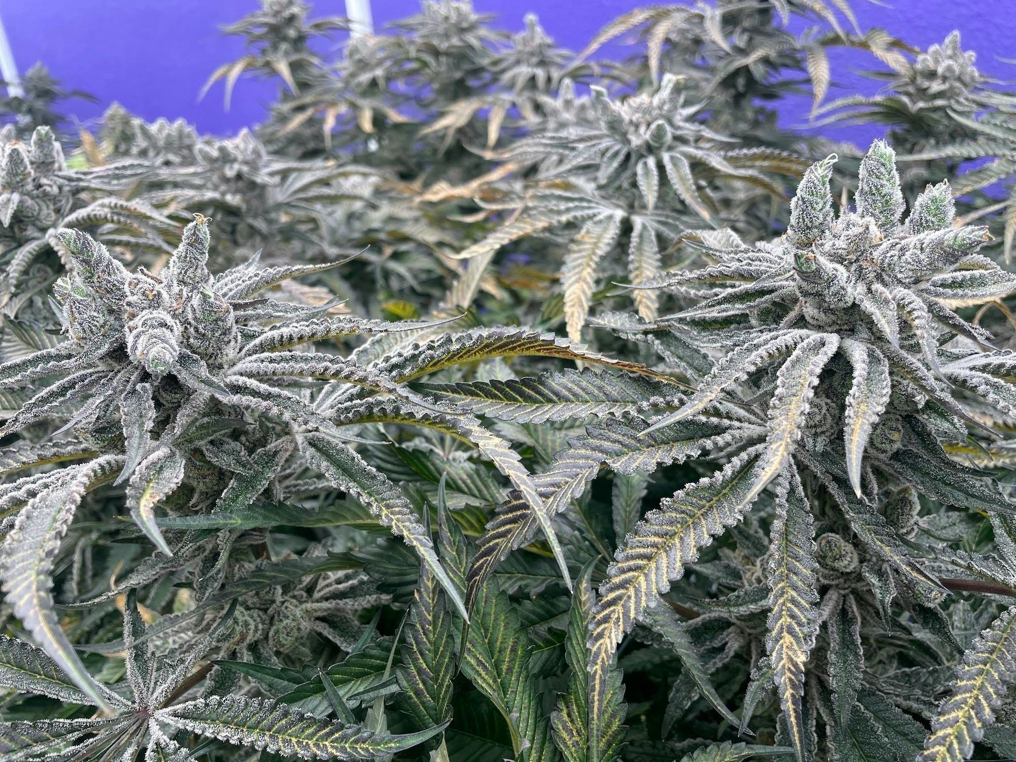 Delta Bud Company - Modified Bananas | Flower | 3.5G - 1