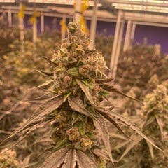 Delta Bud Company - James Runtz | Flower | 3.5G - 1