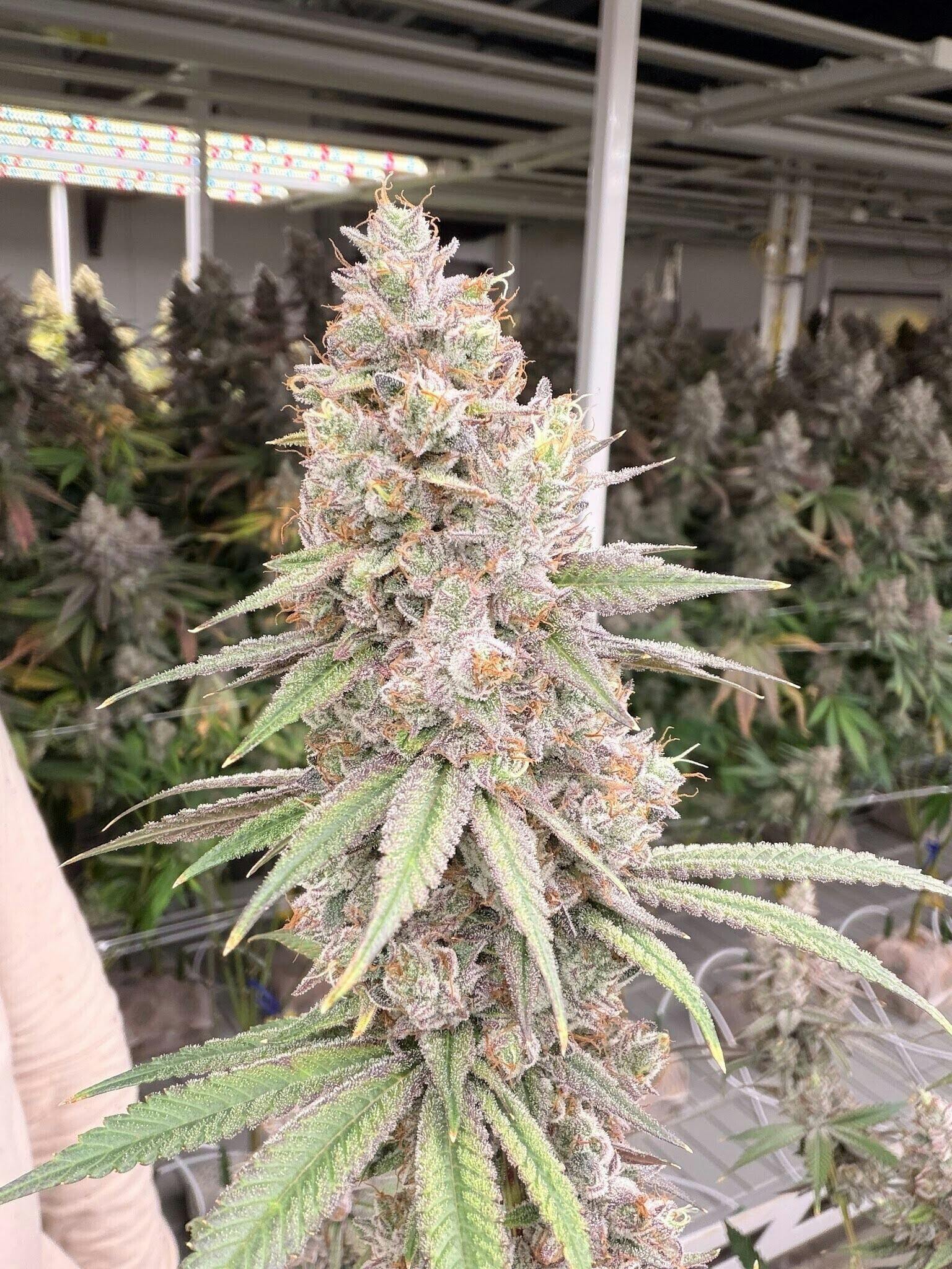 Delta Bud Company - Blue Dew | Flower | 7G - 1