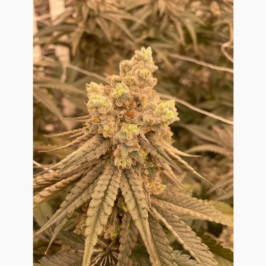 Delta Bud Company - Falcon Deluxe | Flower | 7G - 1