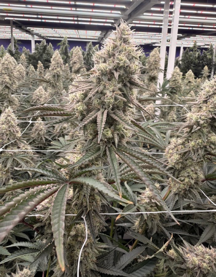 Delta Bud Company - Blueberry Pancakes | Flower | 3.5G - 1