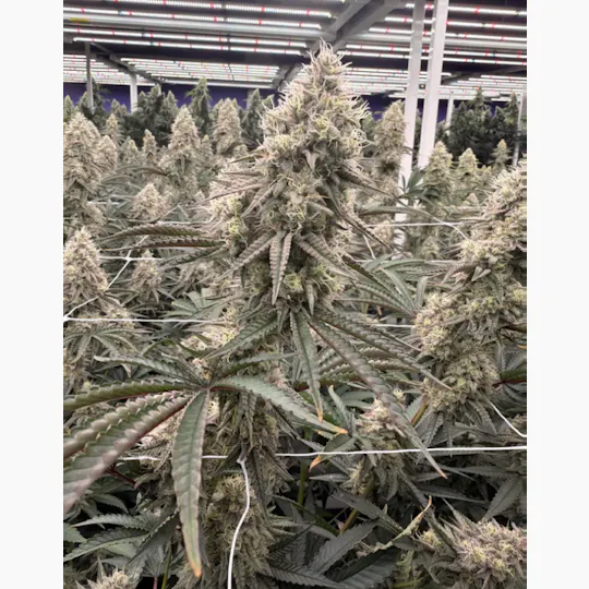 Delta Bud Company - Blueberry Pancakes | Flower | 3.5G - 1