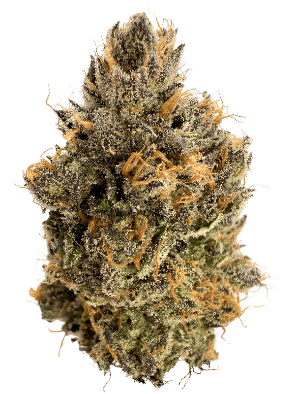 Rhize - Rhize | Candied Oranges | 3.5g Flower - 1