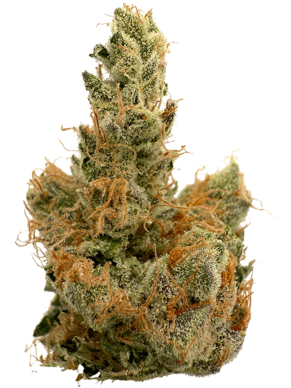 Rhize - Rhize | Sour Diesel | 14g Flower - 1