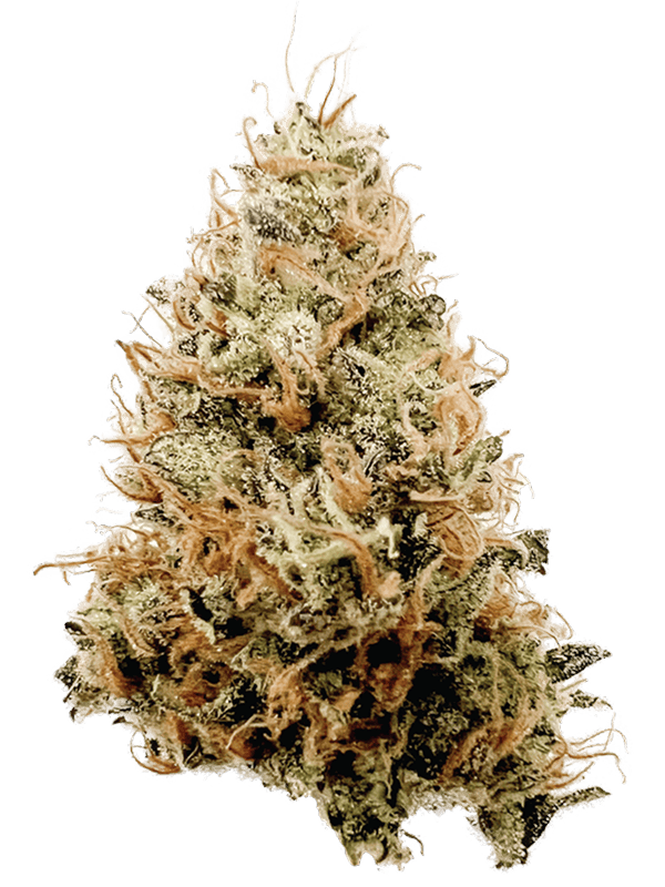 Rhize - Rhize | Papaya Juice | 14g Flower - 1