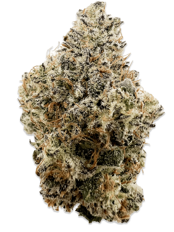 Rhize - Rhize | Donkey Butter | 14g Flower - 1