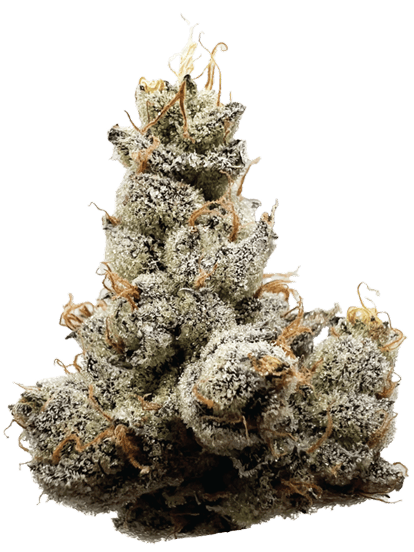 Rhize - Rhize | GMO | 3.5g Flower - 1