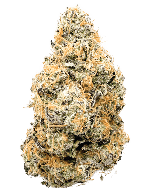 Rhize - Rhize | Black Maple | Flower - 1