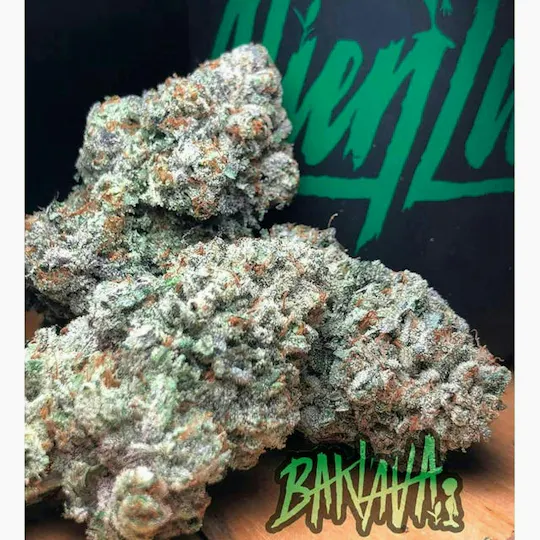 Alien Labs - Baklava | Indoor Flower | 10g - 1