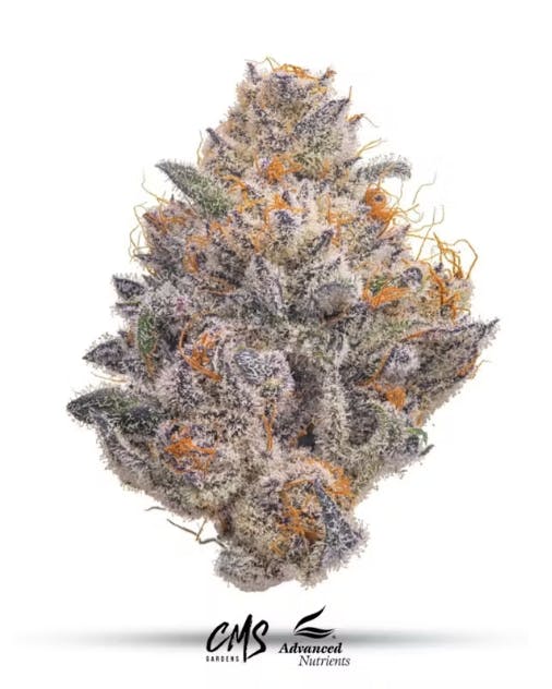 CMS Gardens - CMS Gardens - Strawberry Cream Cake Flower 3.5g - 1