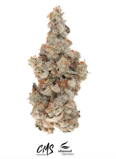 CMS Gardens - CMS Gardens - Peach Ringz Flower 3.5g - 1