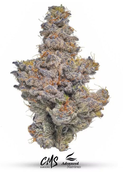 CMS Gardens - CMS Gardens - Blueberry Breath Flower 3.5g - 1