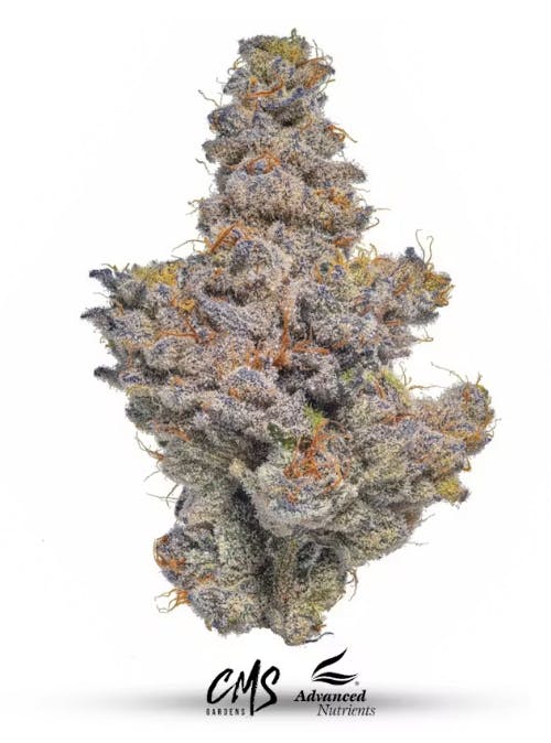 CMS Gardens - CMS Gardens - Oreoz Flower 3.5g - 1