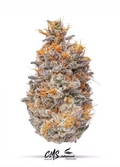 CMS Gardens - CMS Gardens - Trash Panda Flower 3.5g - 1