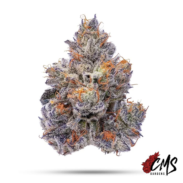 CMS Gardens - CMS Gardens - White Truffle Flower 7g - 1