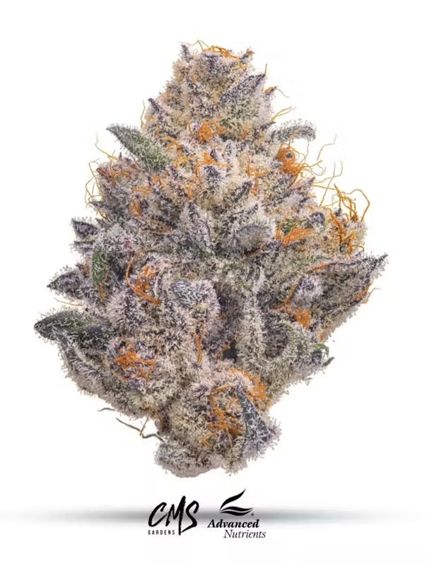 CMS Gardens - CMS Gardens - Cherrylicious Flower 3.5g - 1