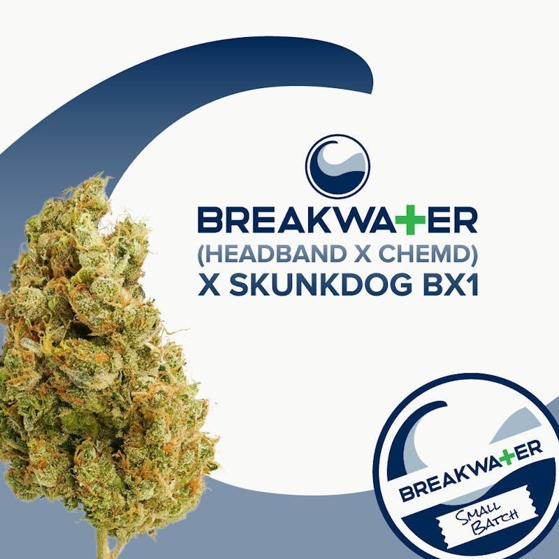 Breakwater - Headband x ChemD x Skunkdog Bx1 | Flower 7g - 1