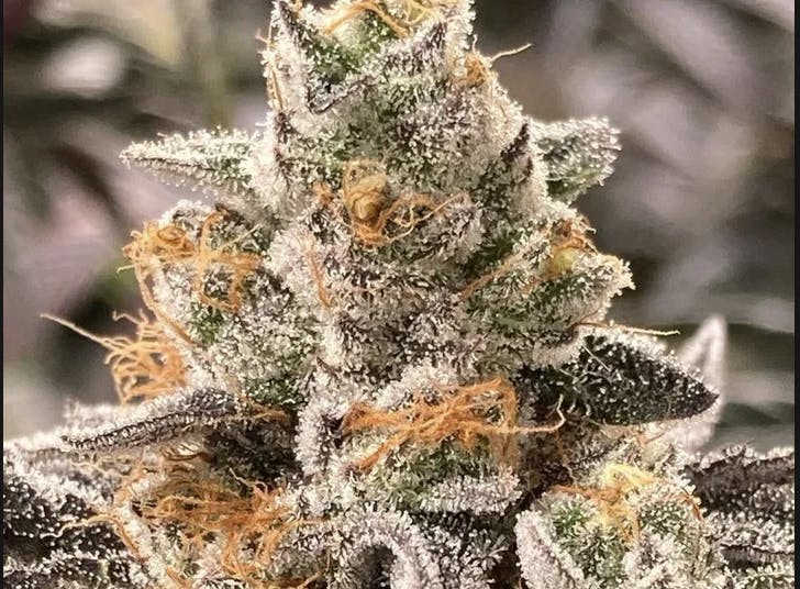 Florist Vt - Florist VT - Forlato Flower 3.5g - 1