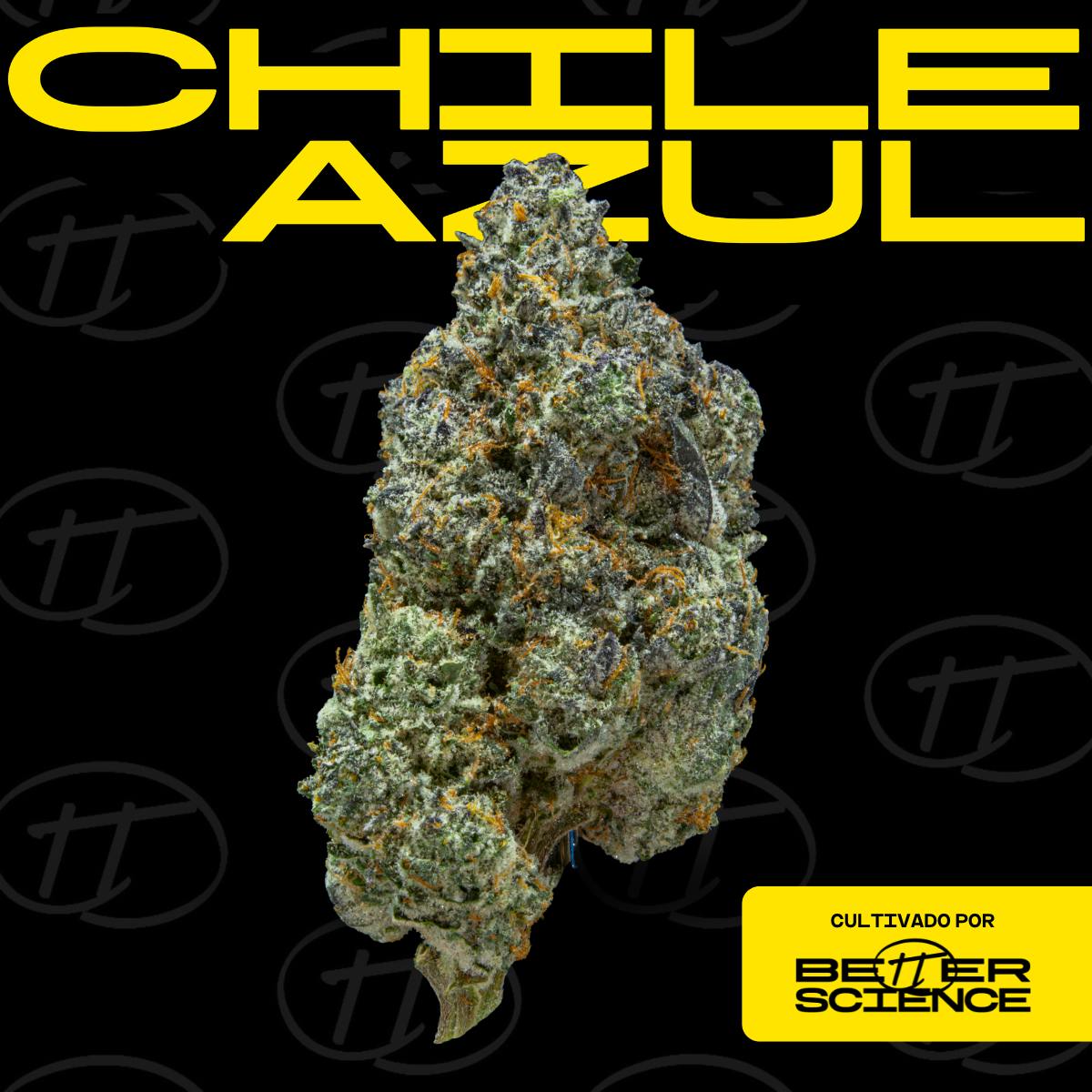 Better Science - BSC - Chile Azul - Flor - 1