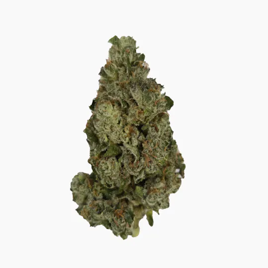 Vireo - Vireo | Kabuki Sour | Flower | 7G - 1