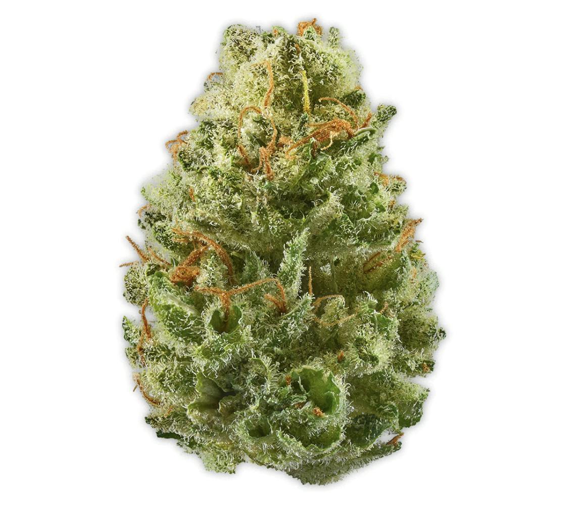 Vireo - Vireo | Minnesota Cough | Flower | 7G - 1