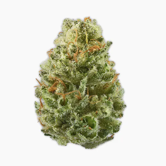 Vireo - Vireo | Minnesota Cough | Flower | 7G - 1