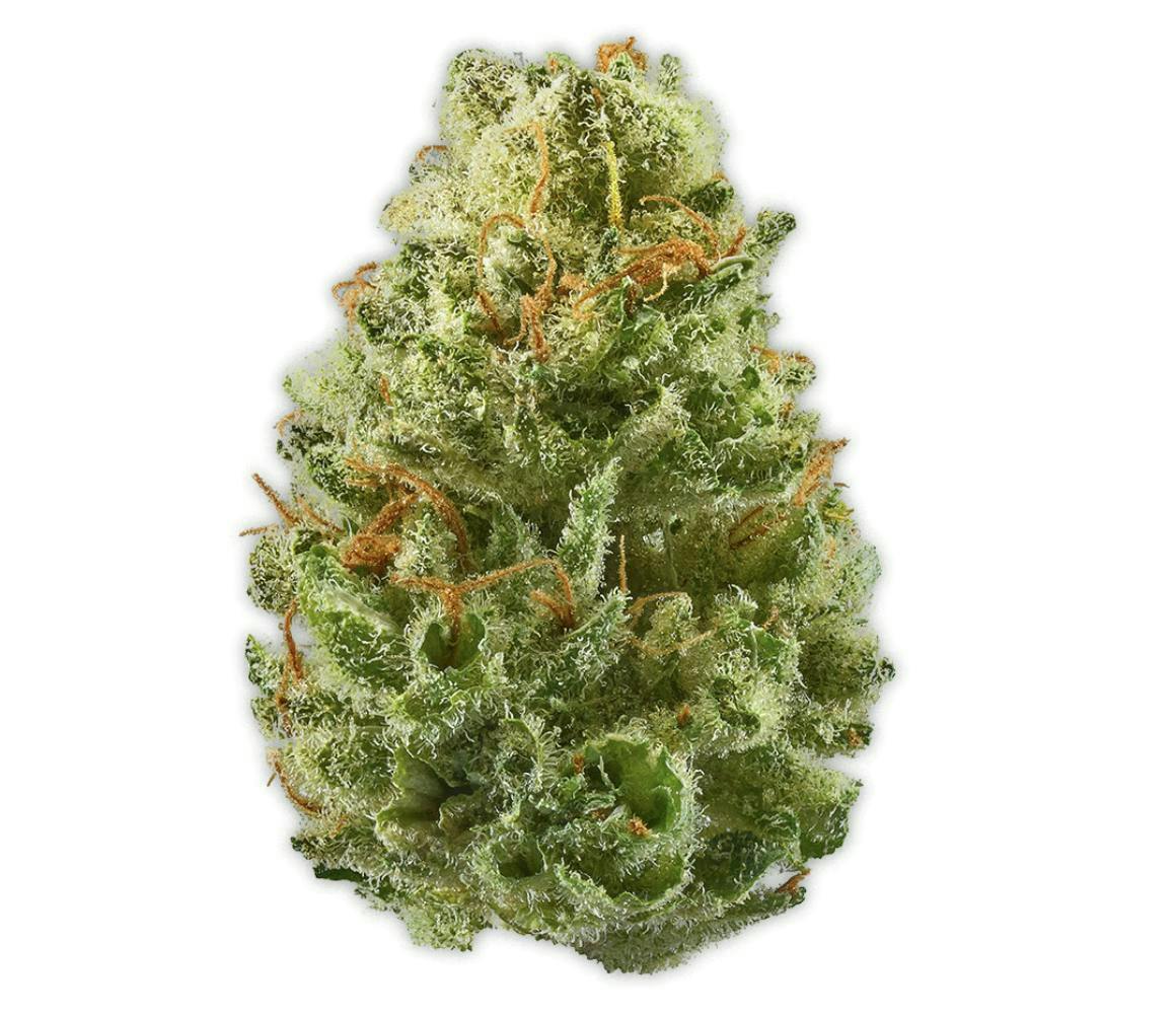Vireo - Minnesota Cough | Big Buds | 7g - 1
