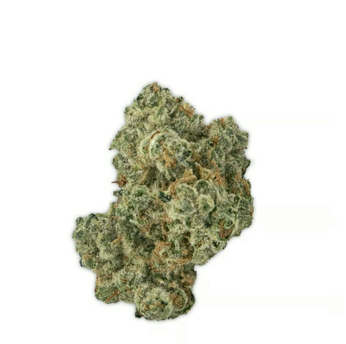 Vireo - Gator Breath | Big Buds | 7g - 1