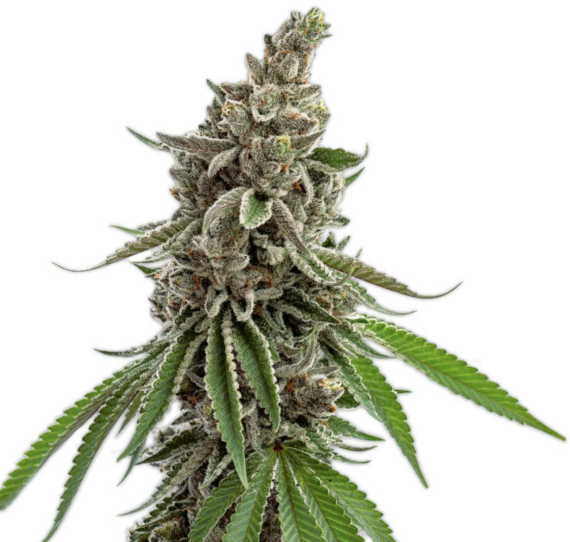 Vireo - Vireo | Açai Sherbert | Flower | 7G - 1