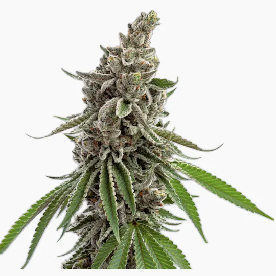 Vireo - Vireo | Açai Sherbert | Flower | 7G - 1