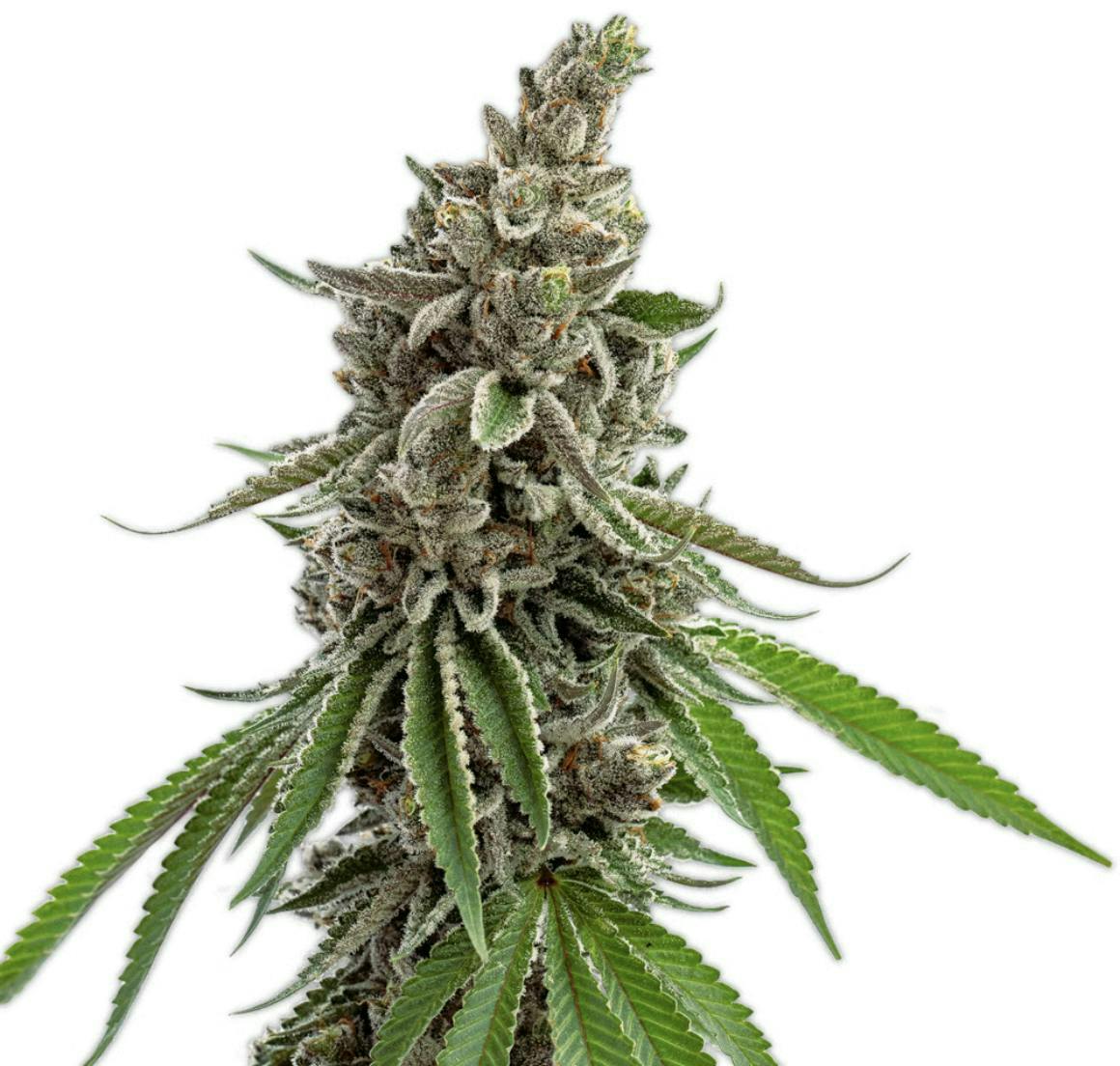 Vireo - Açai Sherbert | Big Buds | 7g - 1